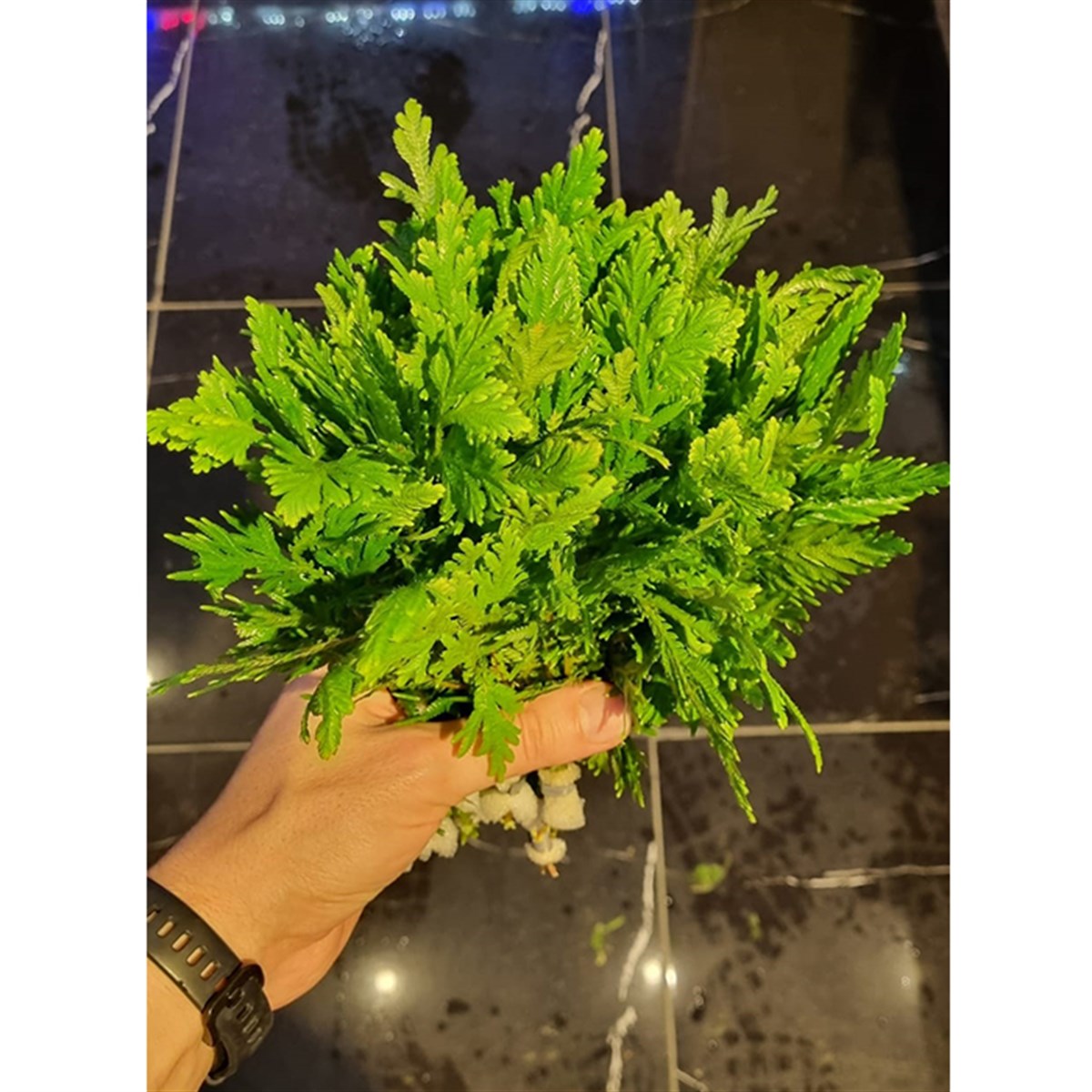 Selaginella willdenowiiGLB573
