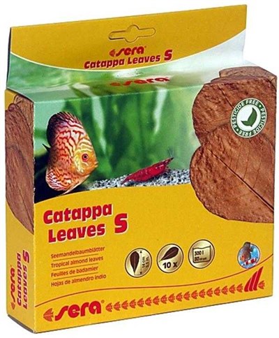 SERA CATAPPA YAPRAĞI S