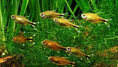 SİLVERTİPS TETRA BALIKLARI