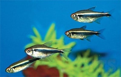 Siyah Neon Tetra
