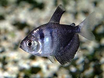 Siyah Simpson Tetra