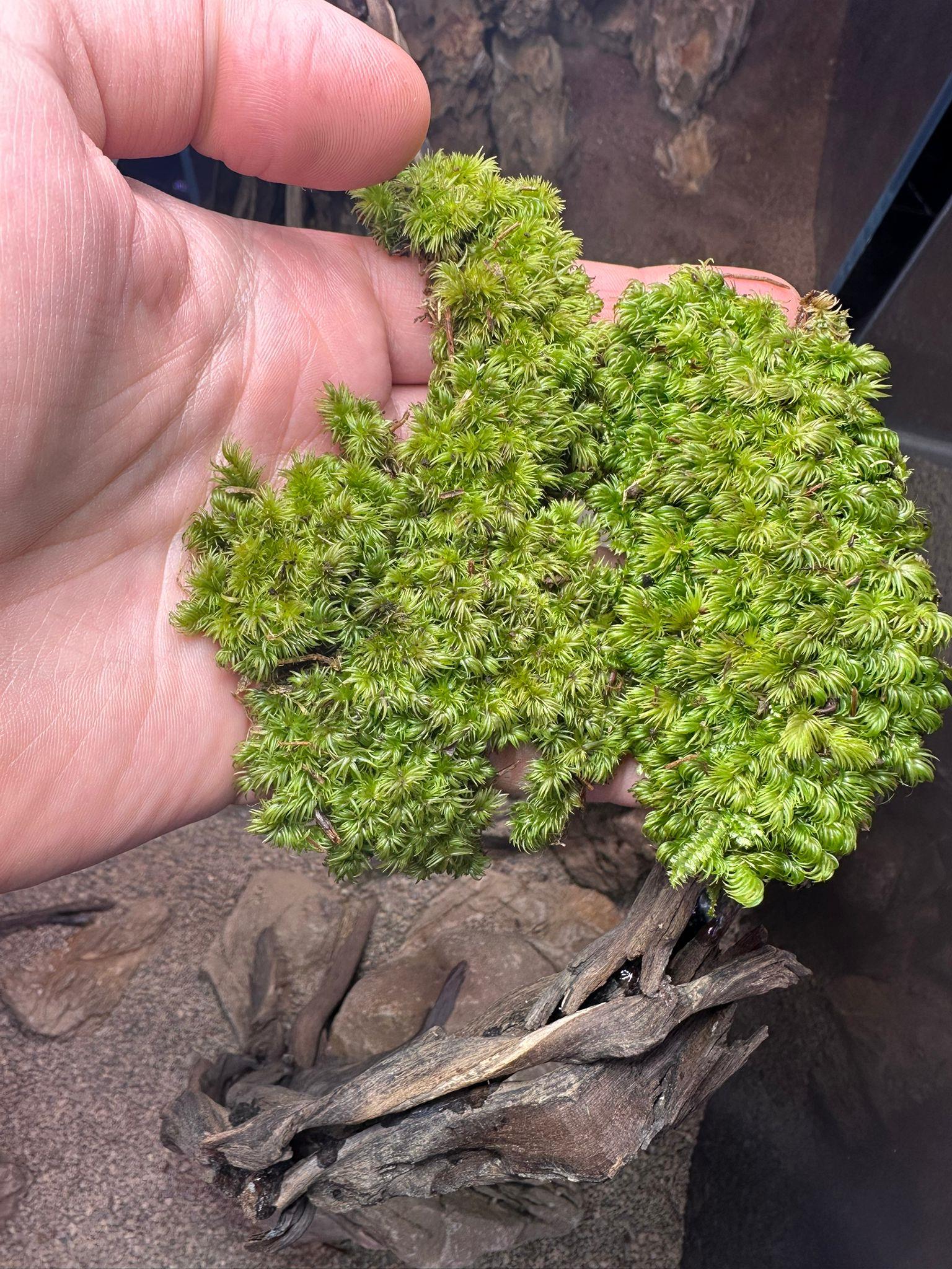 SPHAGNUM MOSS SP. / PİNE MOSS 5 GR KAPPNMOSS