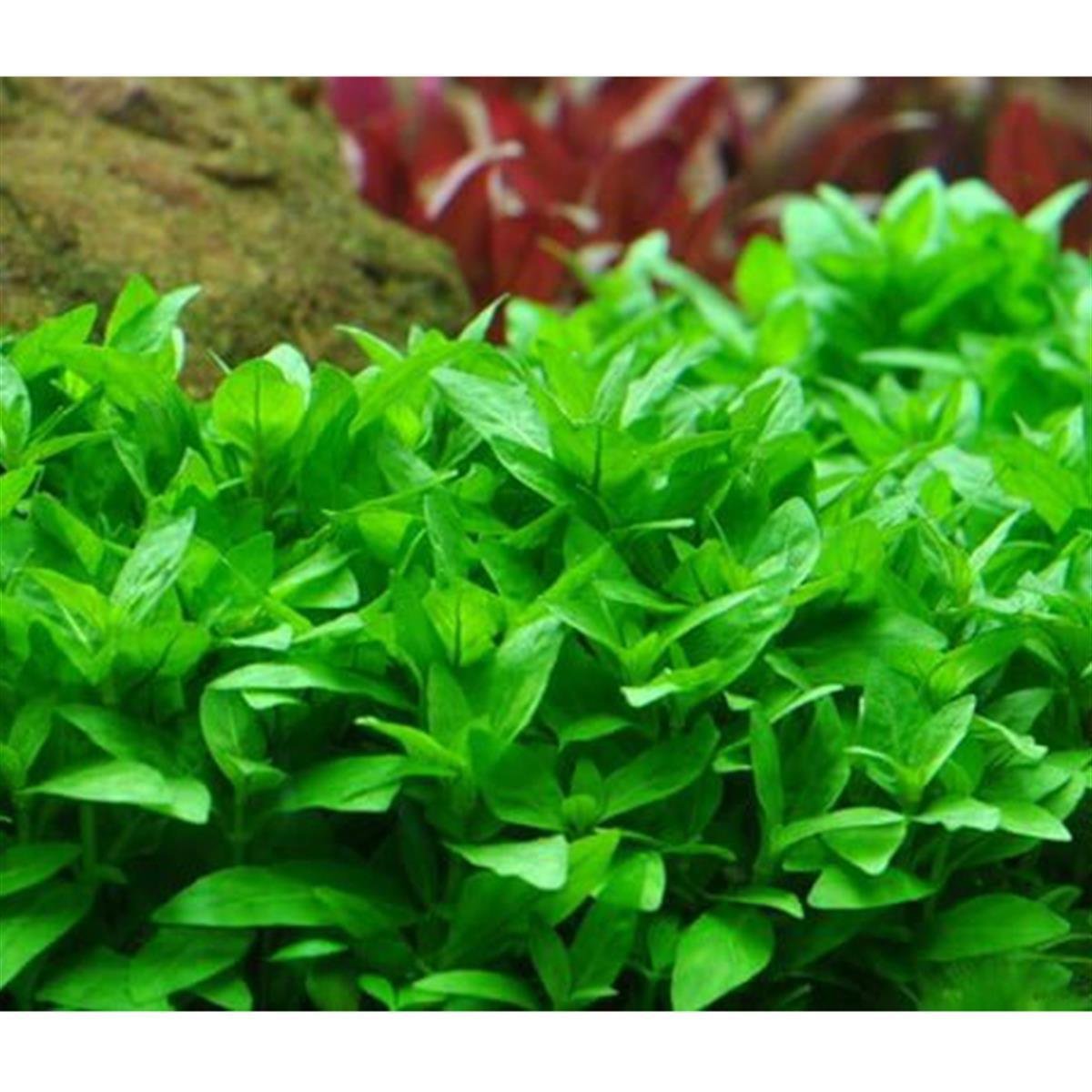 STAUROGYNE REPENS IN VITRO CREAQUAJ02