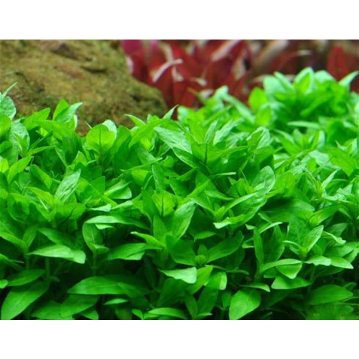 STAUROGYNE REPENS IN VITROS04