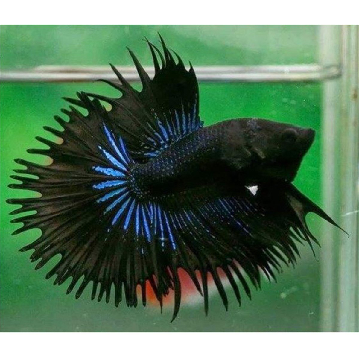 TAÇ BETTA BALIKLARIcanlı-191