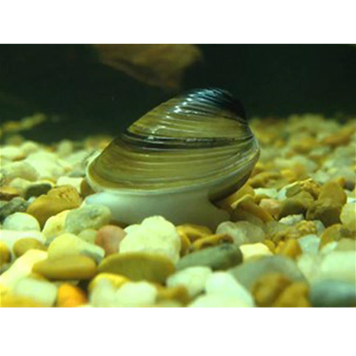 Tatlı Su Midyesi(Doğal Filtre)canlı-24
