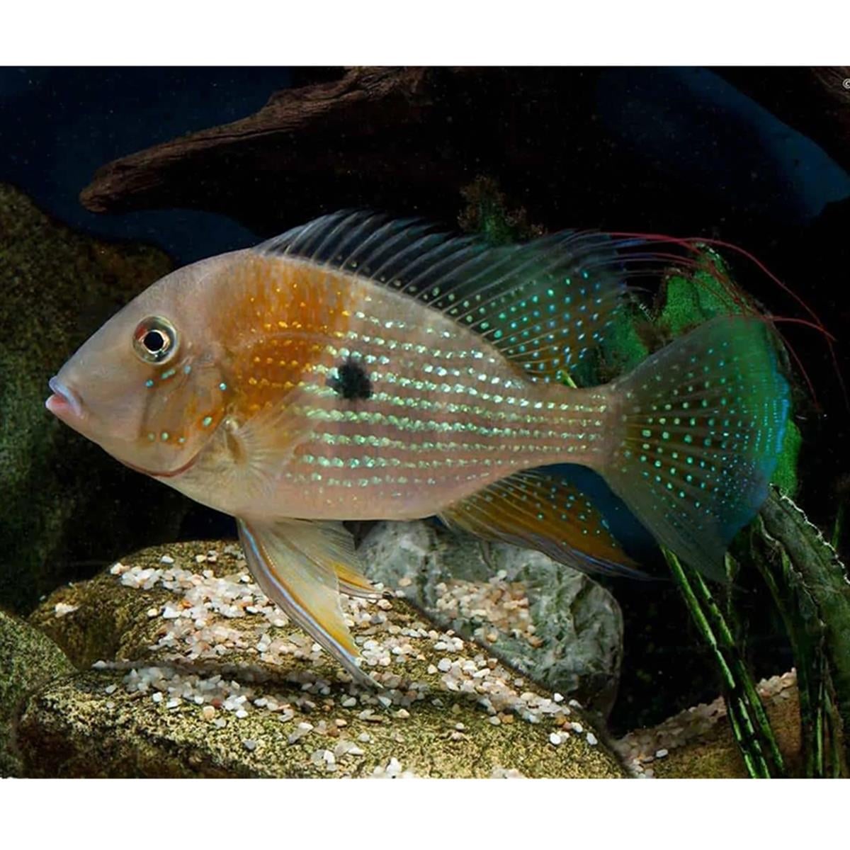 THREADFIN HECHELLİ GEOPHAGUScanlı-329