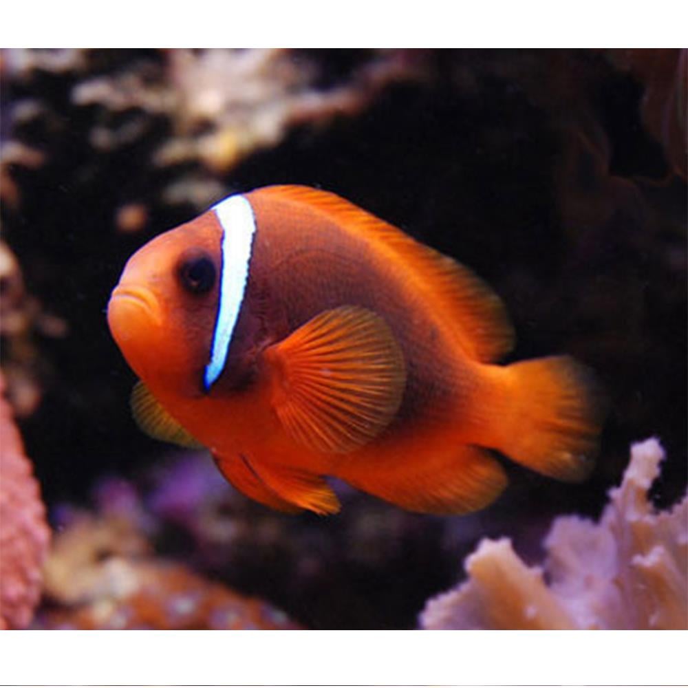 Tomato Clowncanlı-421