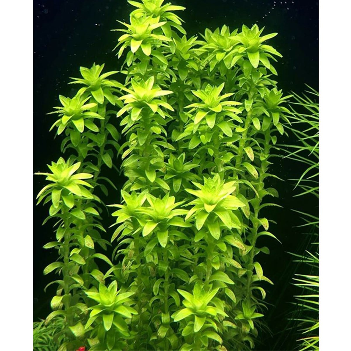 Tonina Fluviatilis3250