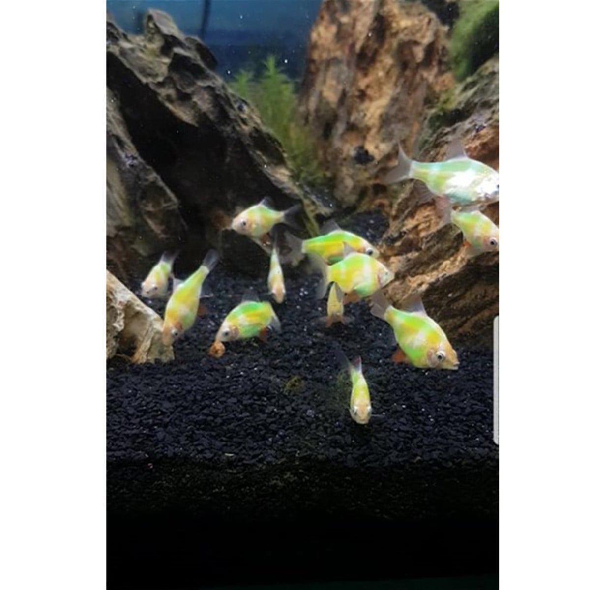 Transgenic Tetrazoncanlı-434232