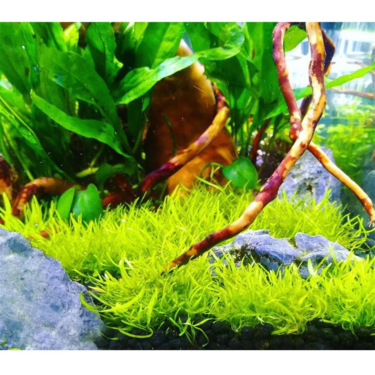 UTRİCULARİA GRAMİNİFOLİA IN VITROU01