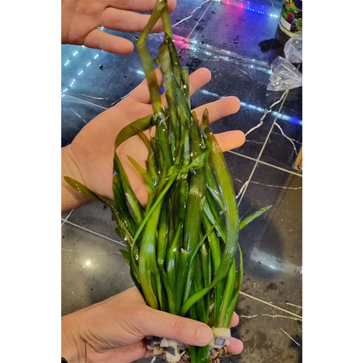 Vallisneria gigantea ' Green'GLB610