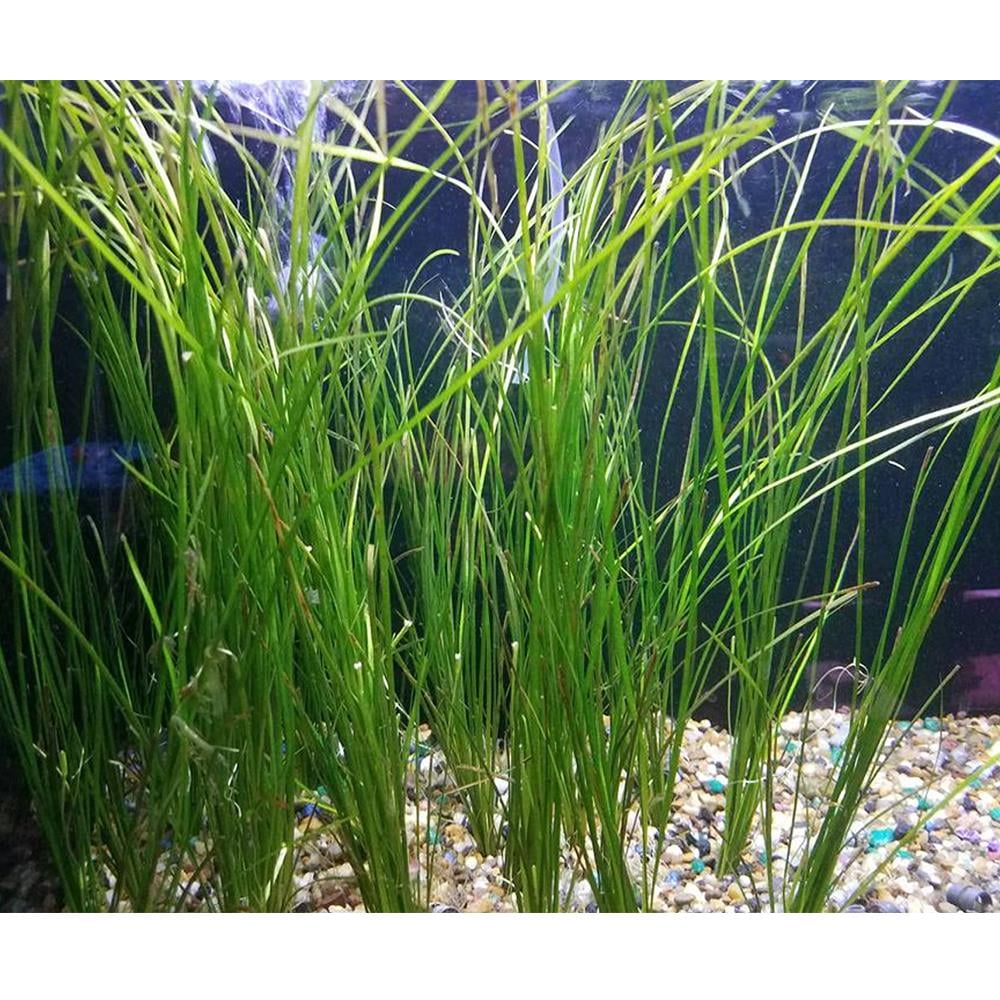 Vallisneria Nanavallisneria-nana