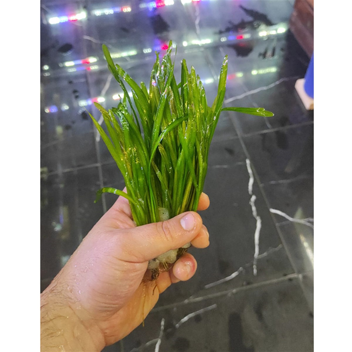 Vallisneria spiralisGLB614