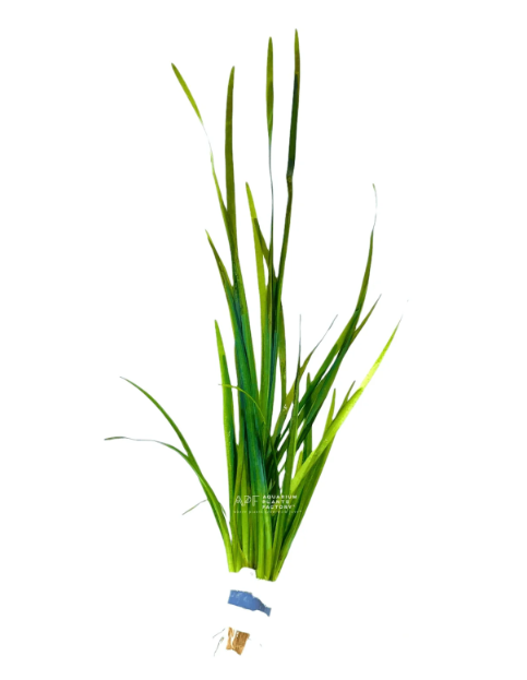 Vallisneria Striped SP1273