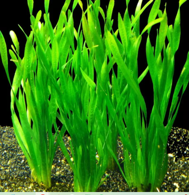 Vallisneria TortaSP1270