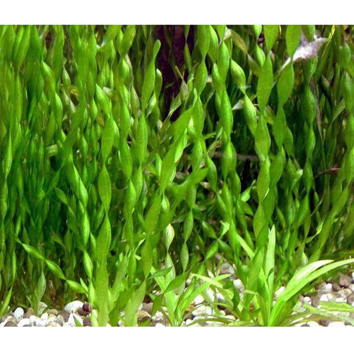 Vallisneria TwistedSP1256A
