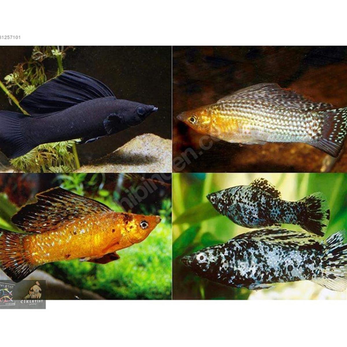 VELİFERA BALIKLARIcanlı-254