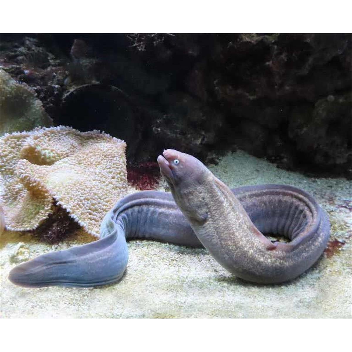 WHITE CHECK EEL MÜRENcanlı-390