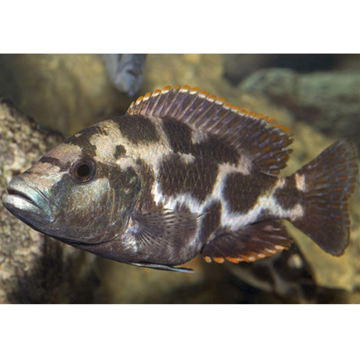 YAŞAYAN KAYA CİKLETcanlı-305