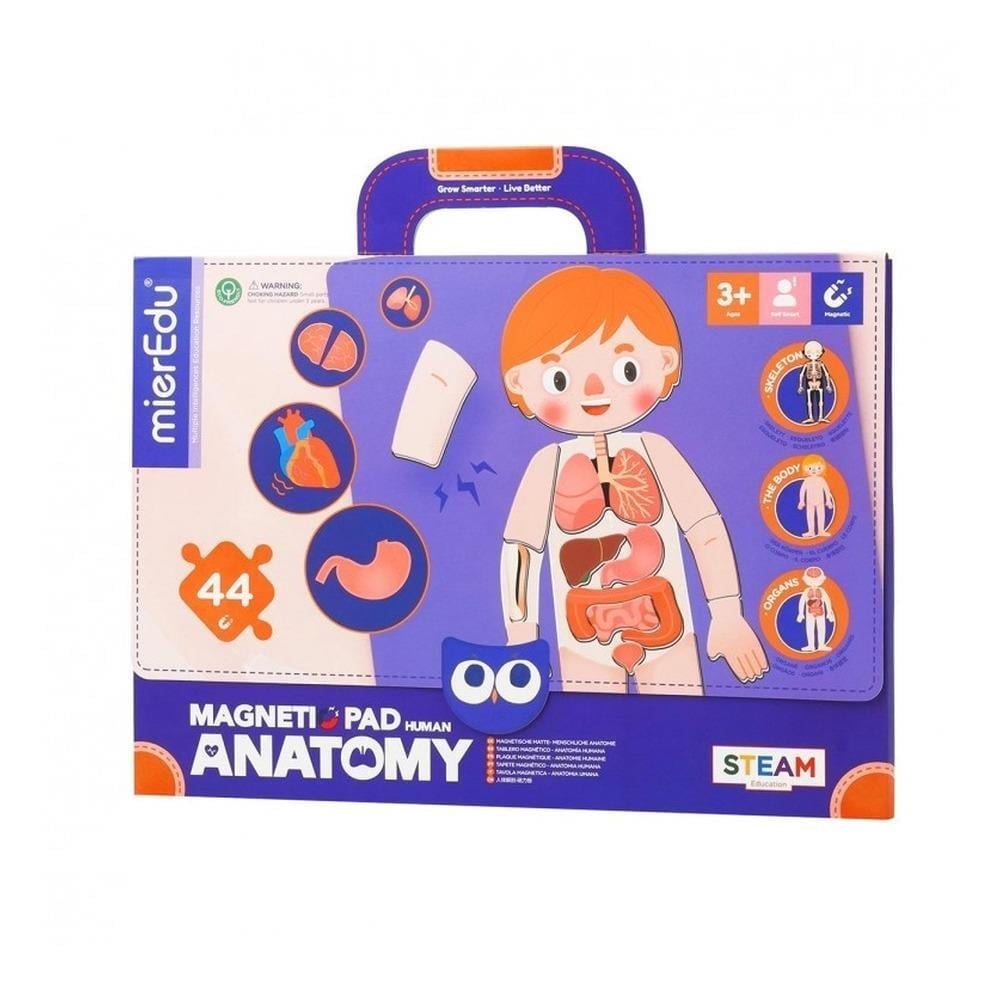 Manyetik Tablet - İnsan Anatomisi