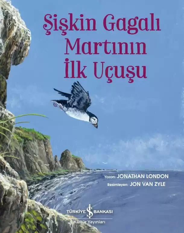 ŞİŞKİN GAGALI MARTININ İLK UÇUŞU