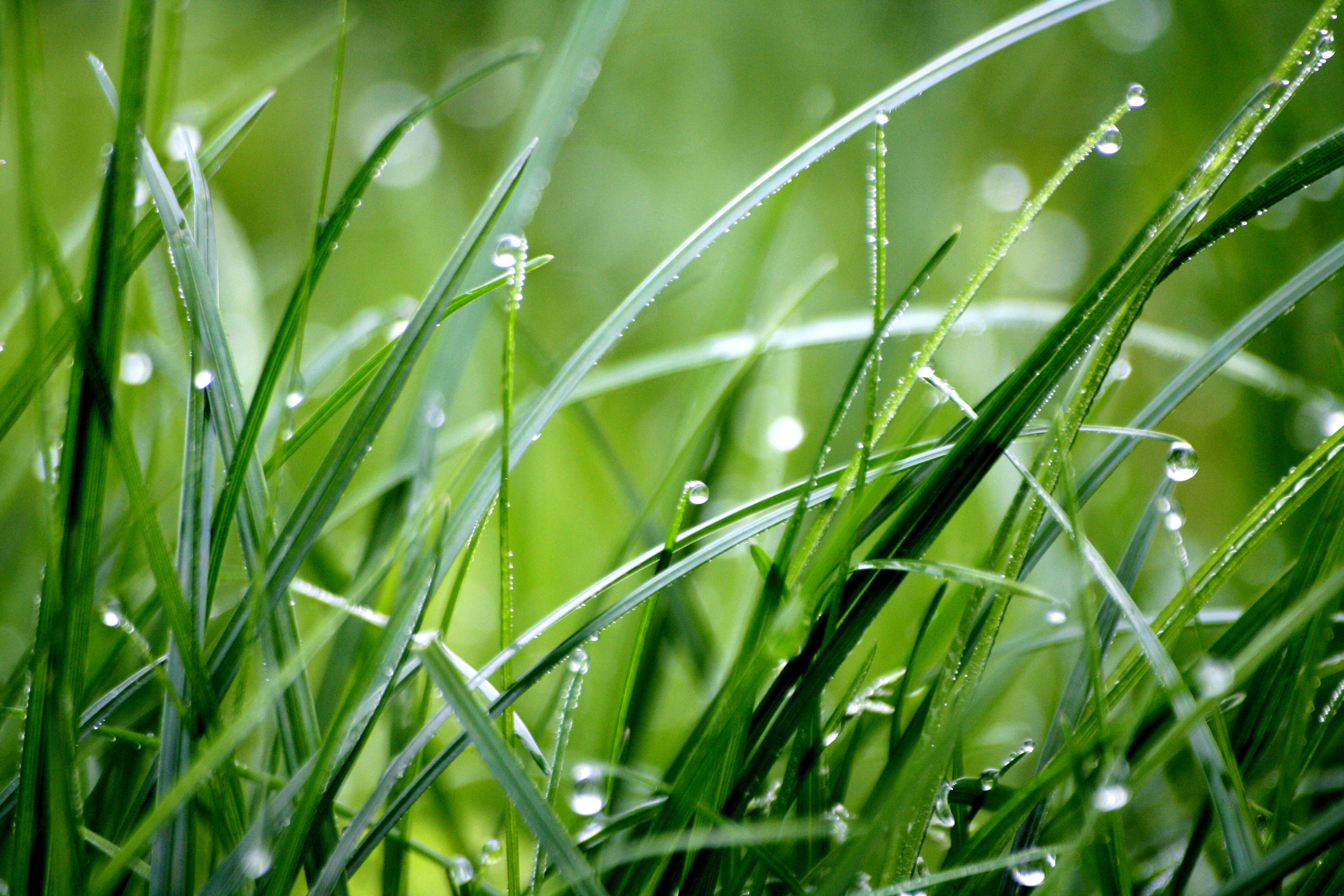 Bahçeniz İçin Çim Seçme Rehberi – Fito Çim Tohumu Özelinde