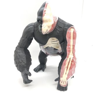 4D Master Vision Oyuncak Goril Anatomi Modeli