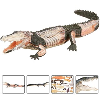 4D Master Vision Oyuncak Timsah Anatomi Modeli