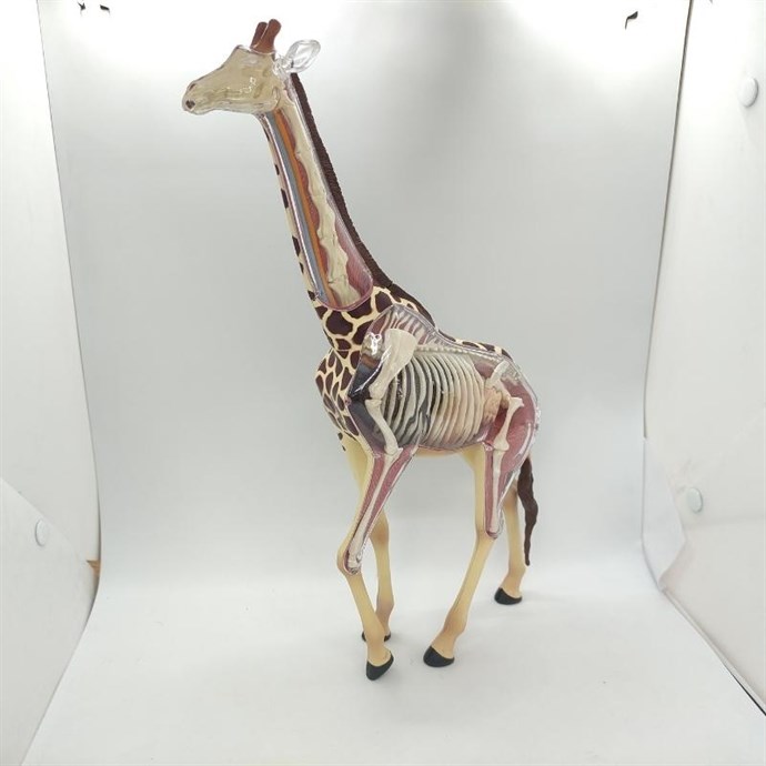 4D Master Vision Oyuncak Zürafa Anatomi Modeli