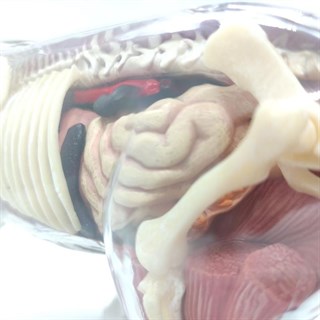 4D Master Vision Oyuncak Beyaz Kaplan Anatomi Modeli