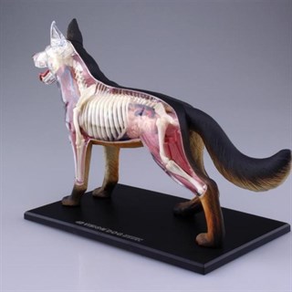 4D Master Vision Oyuncak Köpek Anatomi Modeli