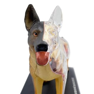 4D Master Vision Oyuncak Köpek Anatomi Modeli