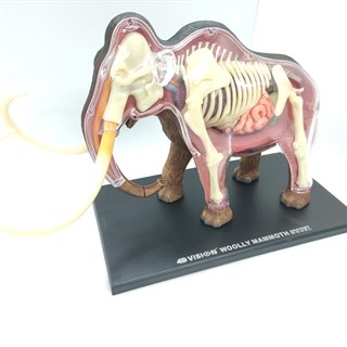 4D Master Vision Oyuncak Mamut Anatomi Modeli