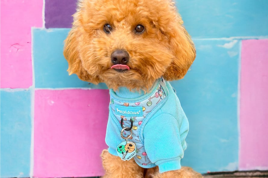 Dünyanın En Zeki ilk 15 Köpek Irkı
