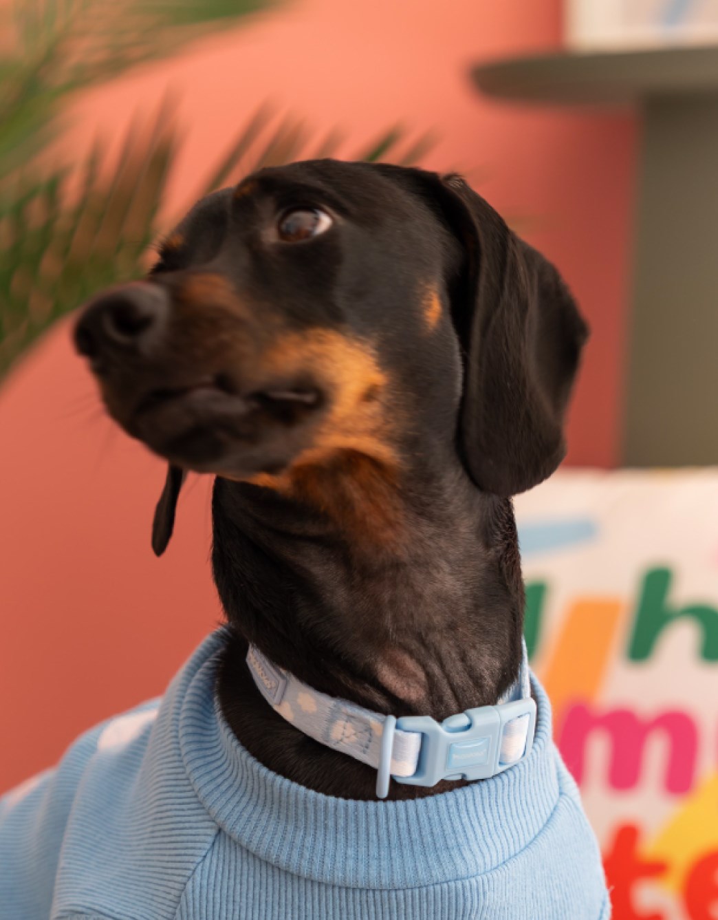 Lolidogs Köpek Boyun Tasması | Cloud