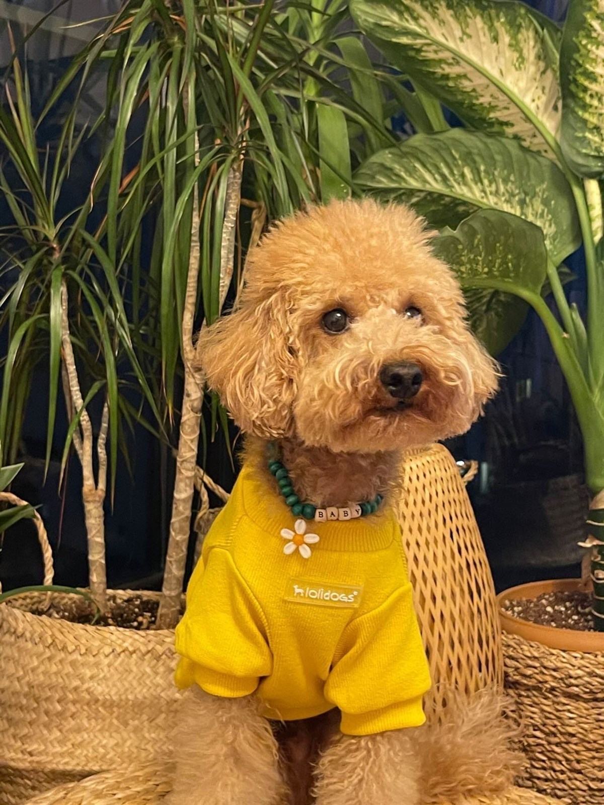 Lolidogs Basics - Kaşkorse Köpek Sweatshirtü Sunny Sarı