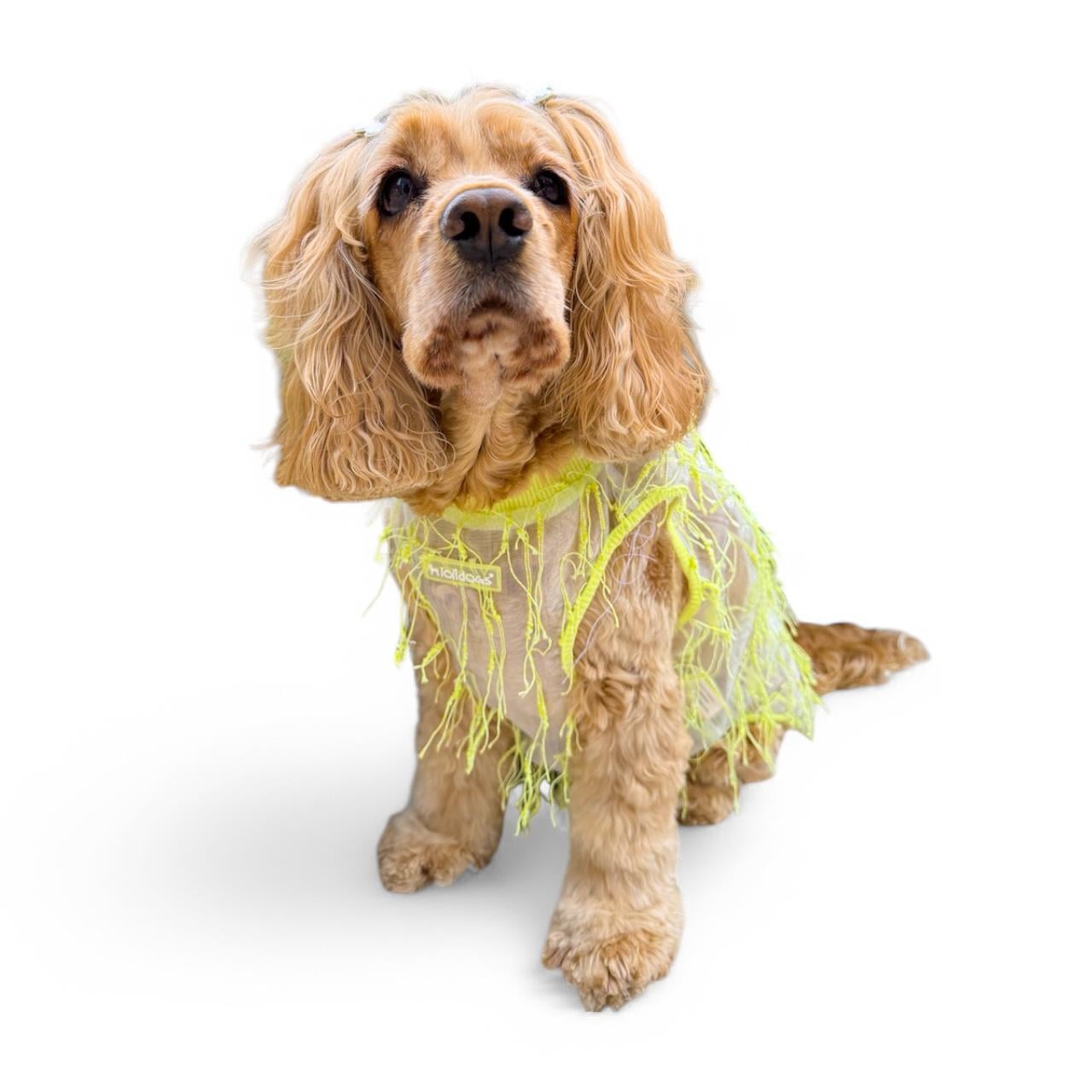 Lolidogs Furringe Köpek Tshirtü Sarı