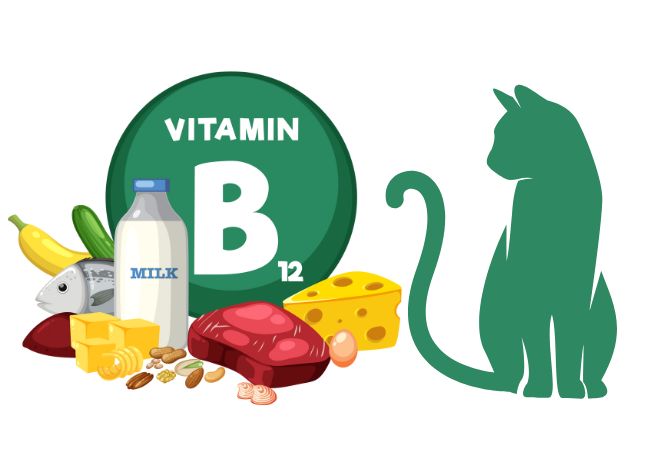B12 Vitamini Nedir, Faydaları Nelerdir?