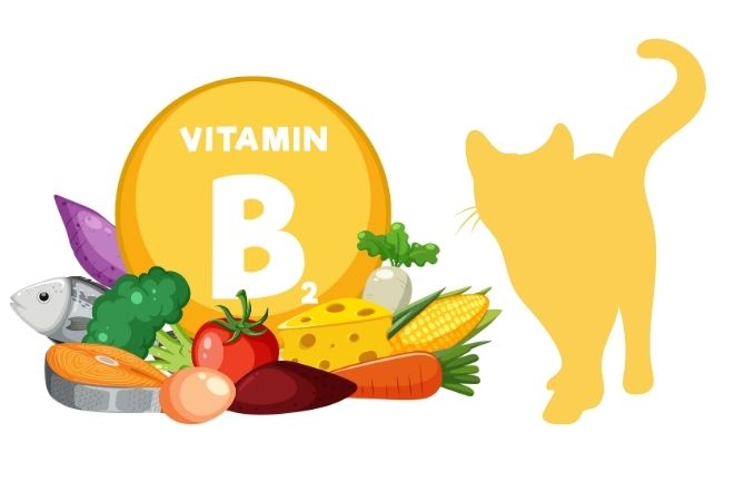 B2 Vitamini Nedir, Faydaları Nelerdir?