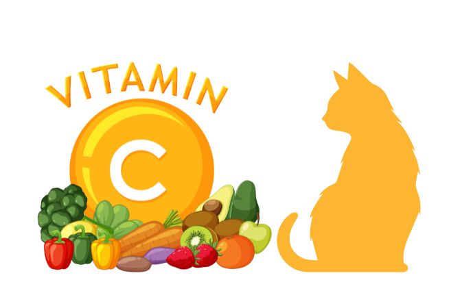 C Vitamini Nedir, Faydaları Nelerdir?