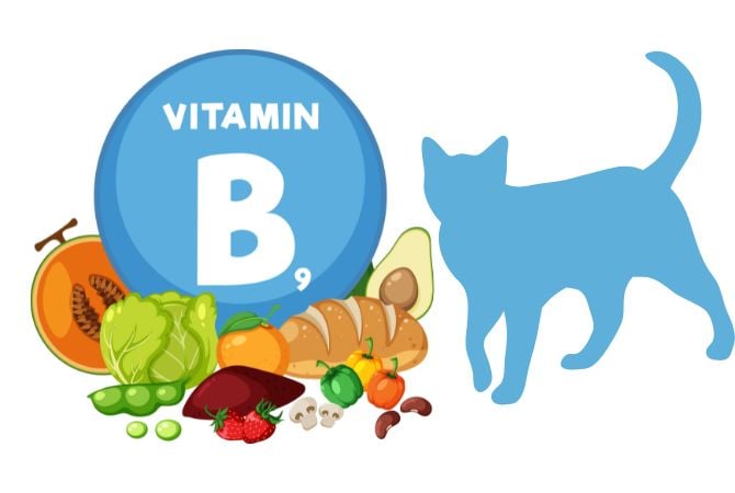 Folik Asit (B9 Vitamini) Nedir, Faydaları Nelerdir?