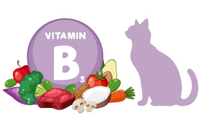 Nikotinik Asit (B3 Vitamini) Nedir, Faydaları Nelerdir?
