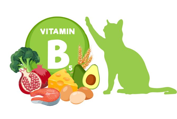 Pantotenik Asit (B5 Vitamini) Nedir, Faydaları Nelerdir?