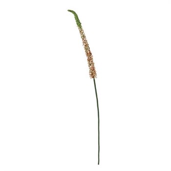 Moleron Çalı Sazı Çiçeği 70 cm AK.BG0130-T