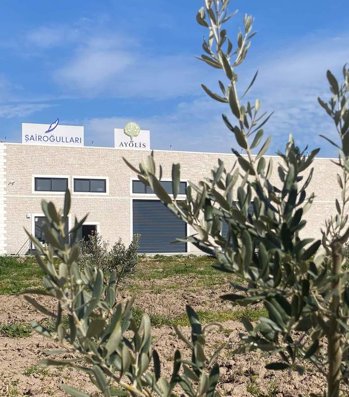 Ayolis ödüllü zeytinyağı