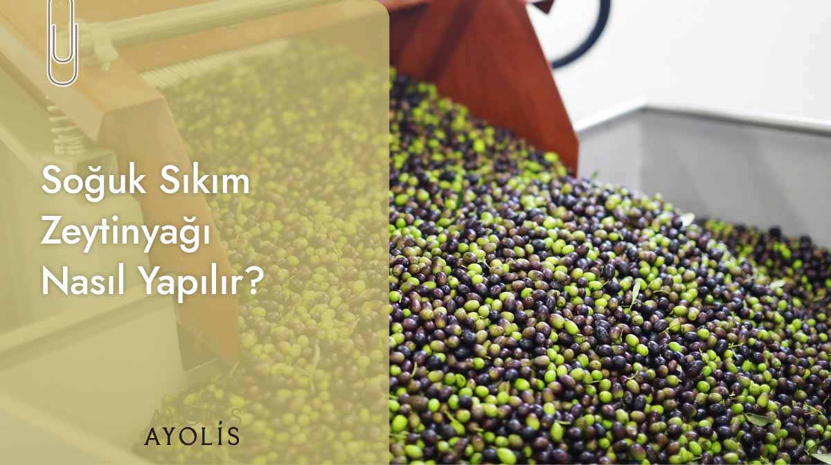 Soğuk sıkım zeytinyağı üretim aşamalarını anlatan görsel