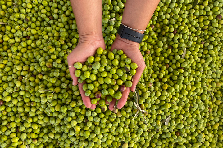 Art Of Olive Oil Production