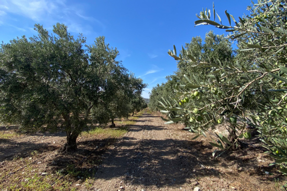 Ayolis field olive trees