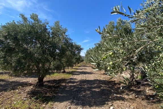 Ayolis'in zeytinlik toprakları